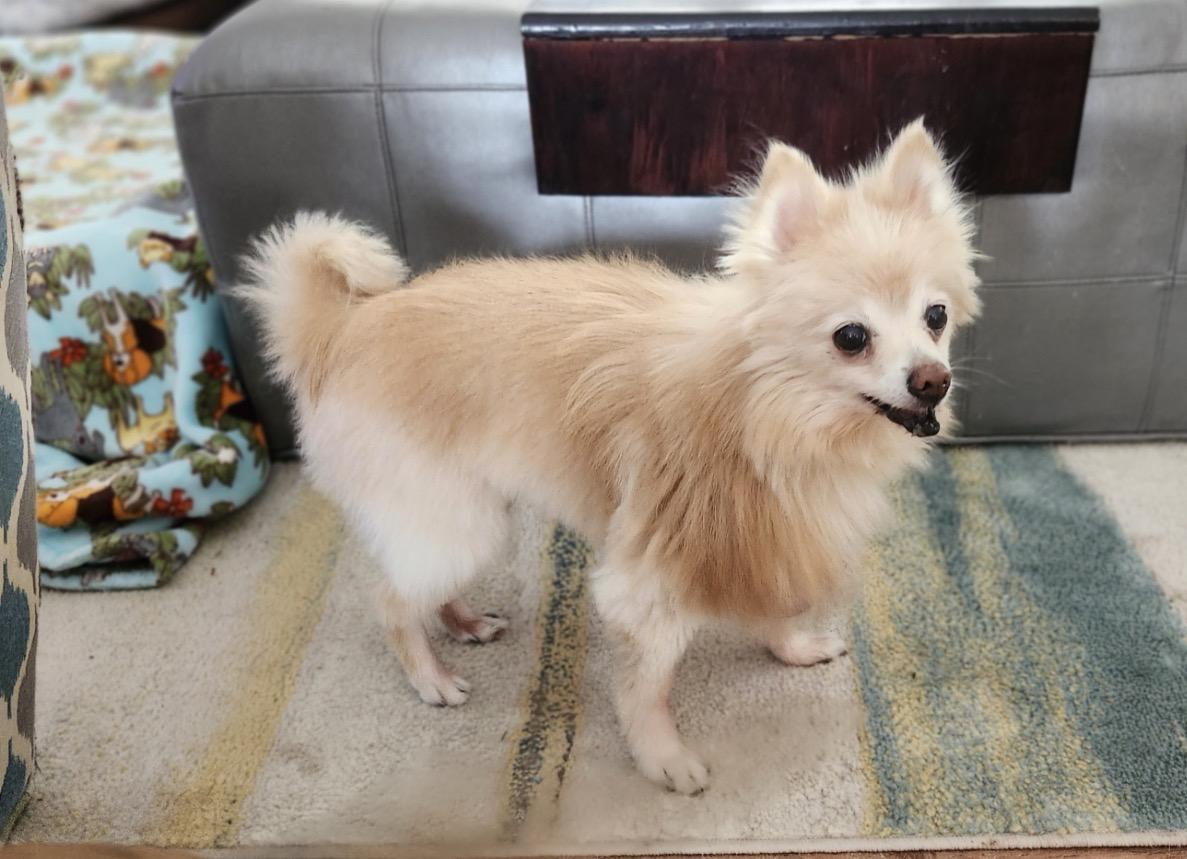 Enlarge Estelle, a ADOPTABLE Pomeranian in Whitewater, WI image 5/5
