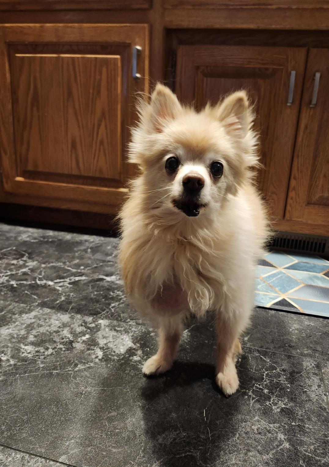 Enlarge Estelle, a ADOPTABLE Pomeranian in Whitewater, WI image 3/5