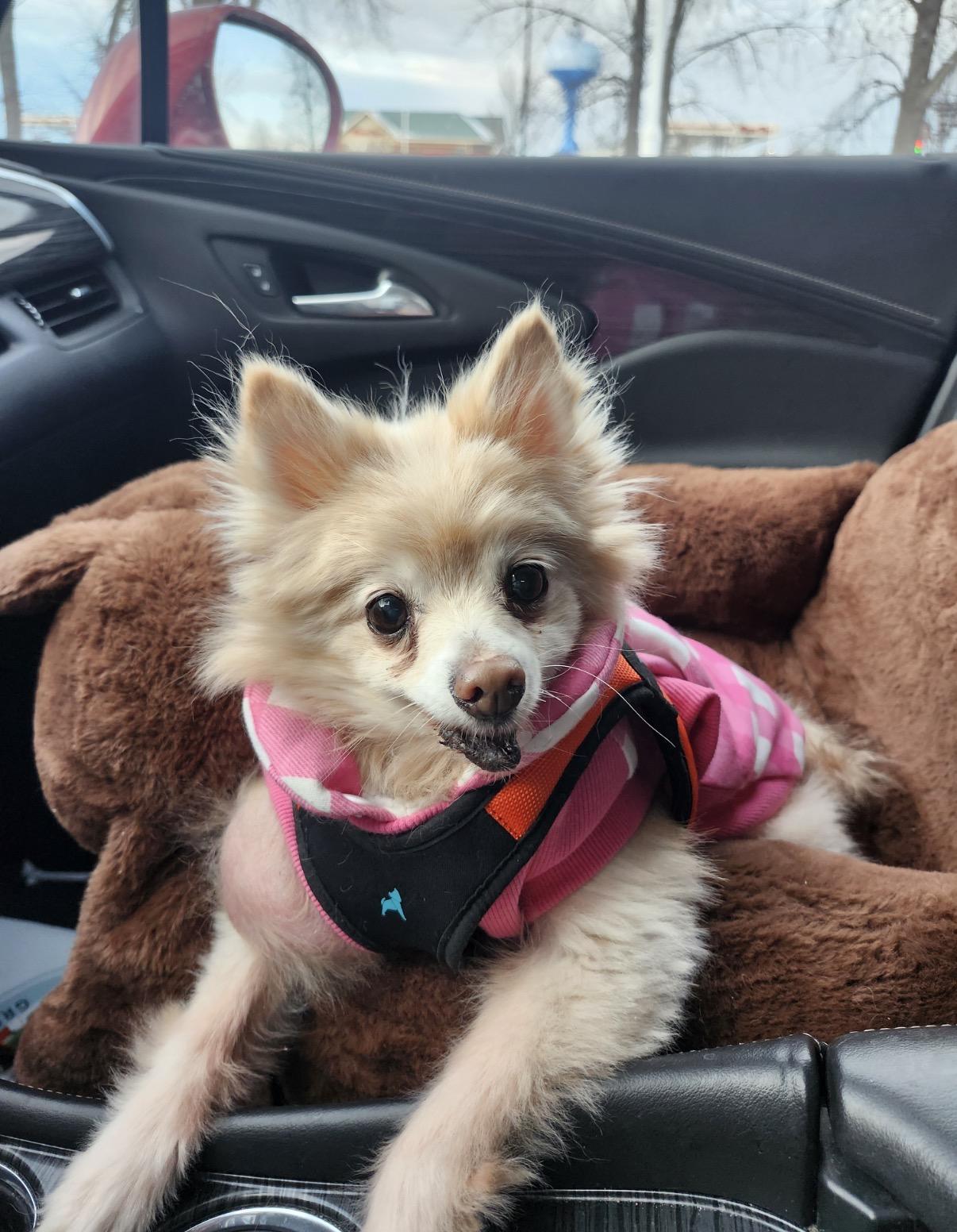 Enlarge Estelle, a ADOPTABLE Pomeranian in Whitewater, WI image 1/5