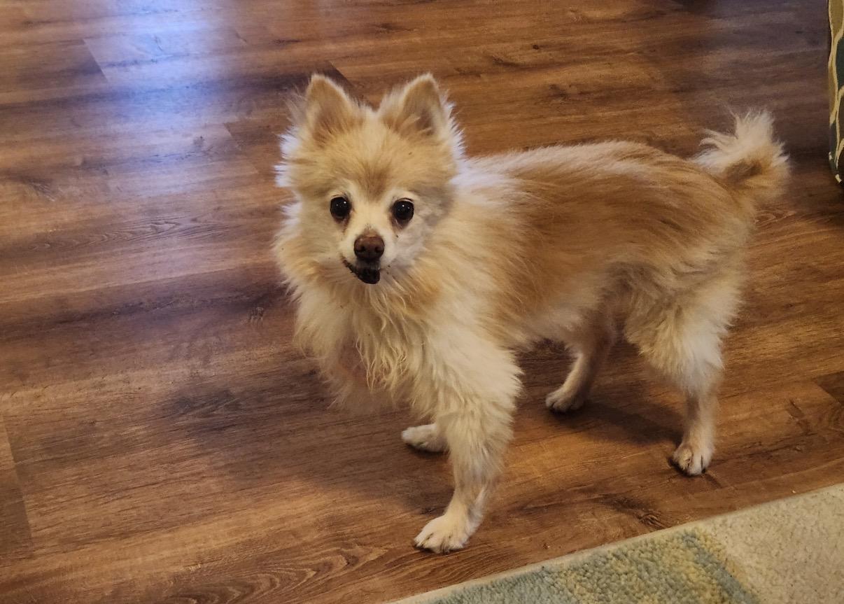 Enlarge Estelle, a ADOPTABLE Pomeranian in Whitewater, WI image 4/5