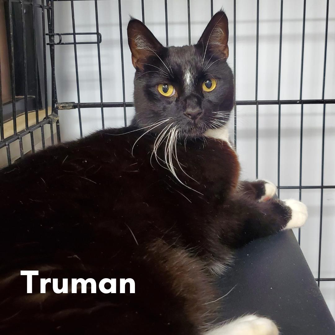 Truman, a ADOPTABLE Domestic Short Hair in New Haven, CT image 1/2