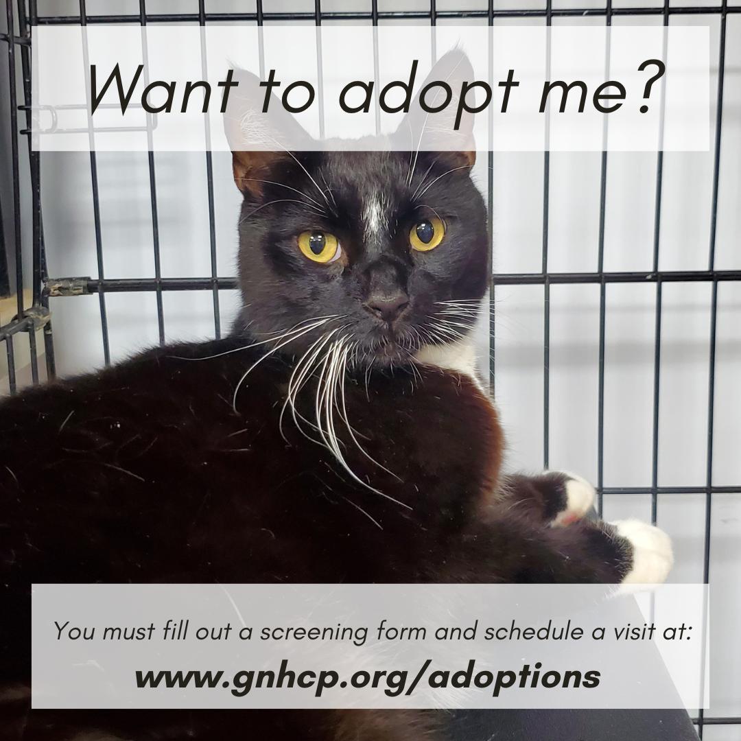 Truman, a ADOPTABLE Domestic Short Hair in New Haven, CT image 2/2