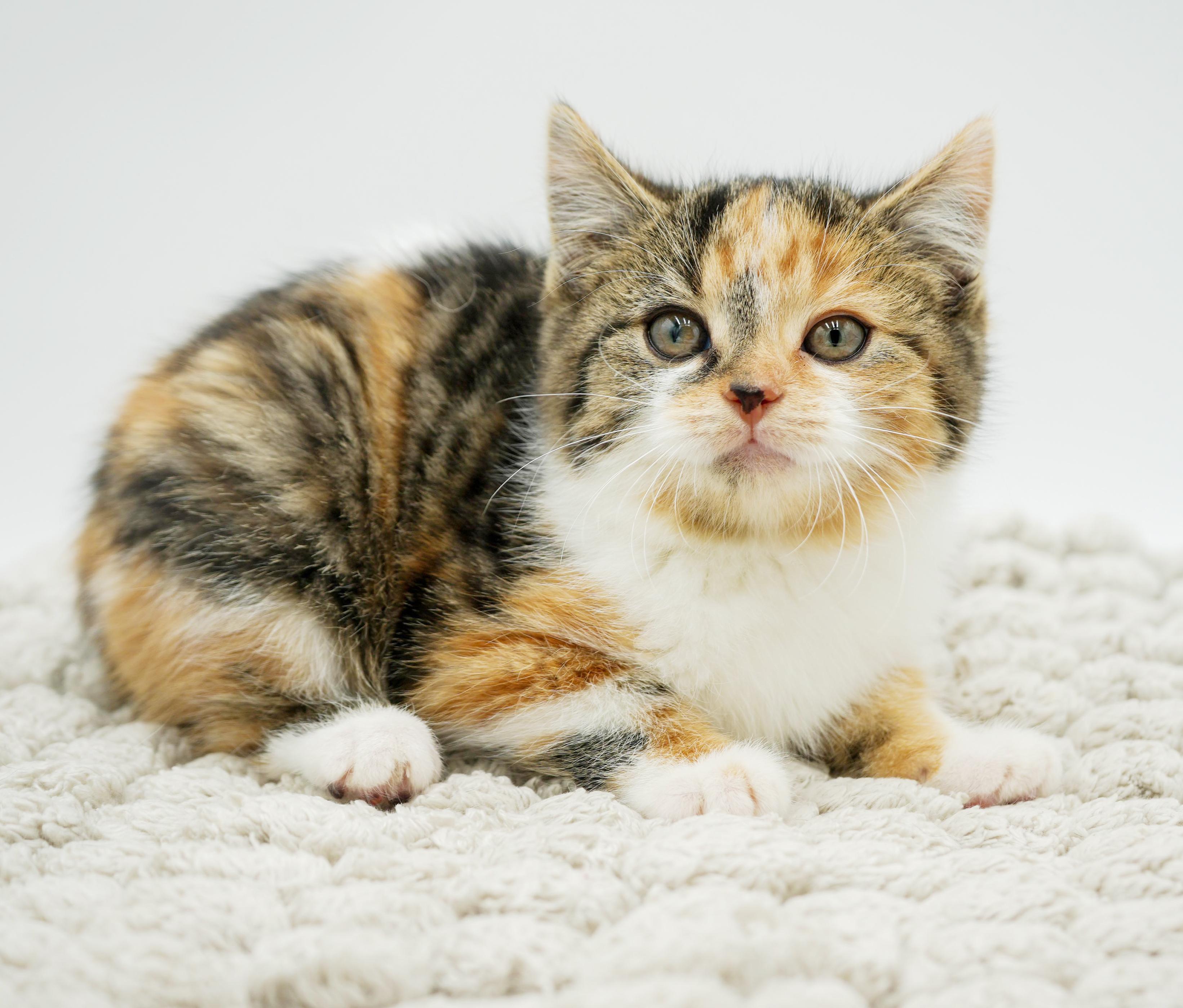 Fable Is Rainbow Fun! thumbnail 2