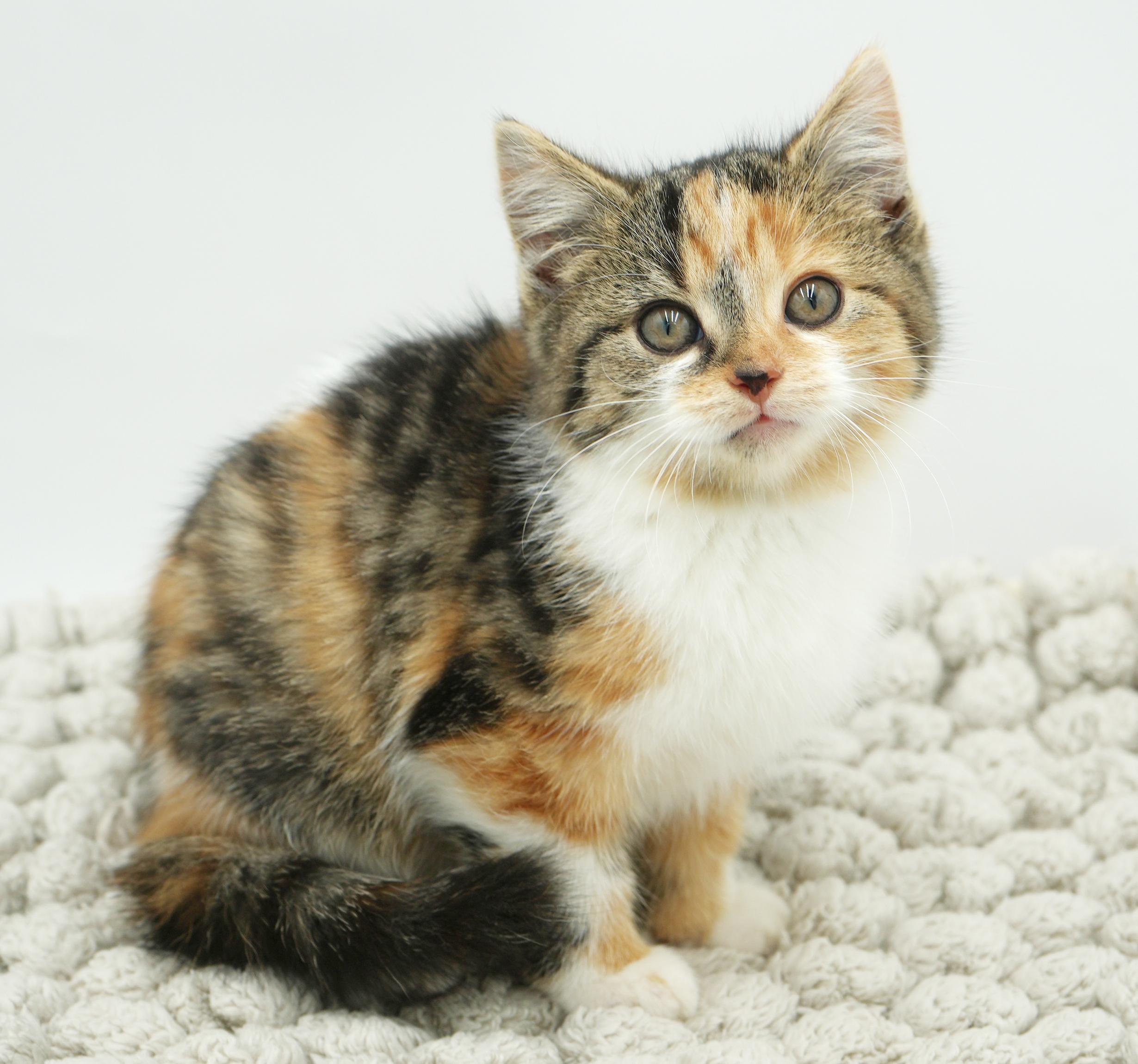 Fable Is Rainbow Fun! thumbnail 3