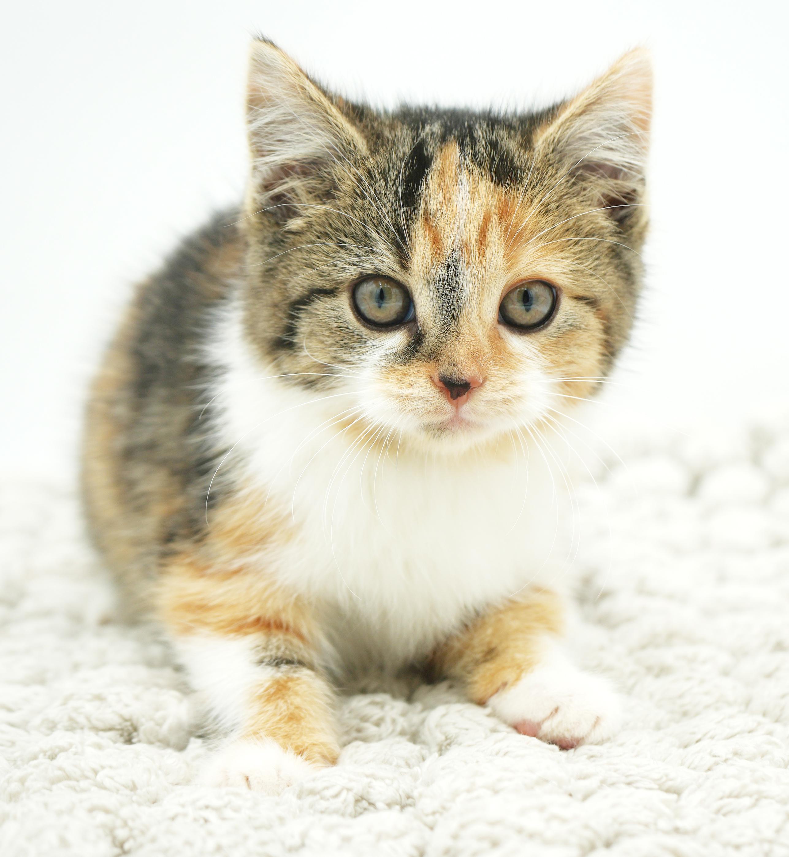 Fable Is Rainbow Fun! thumbnail 4