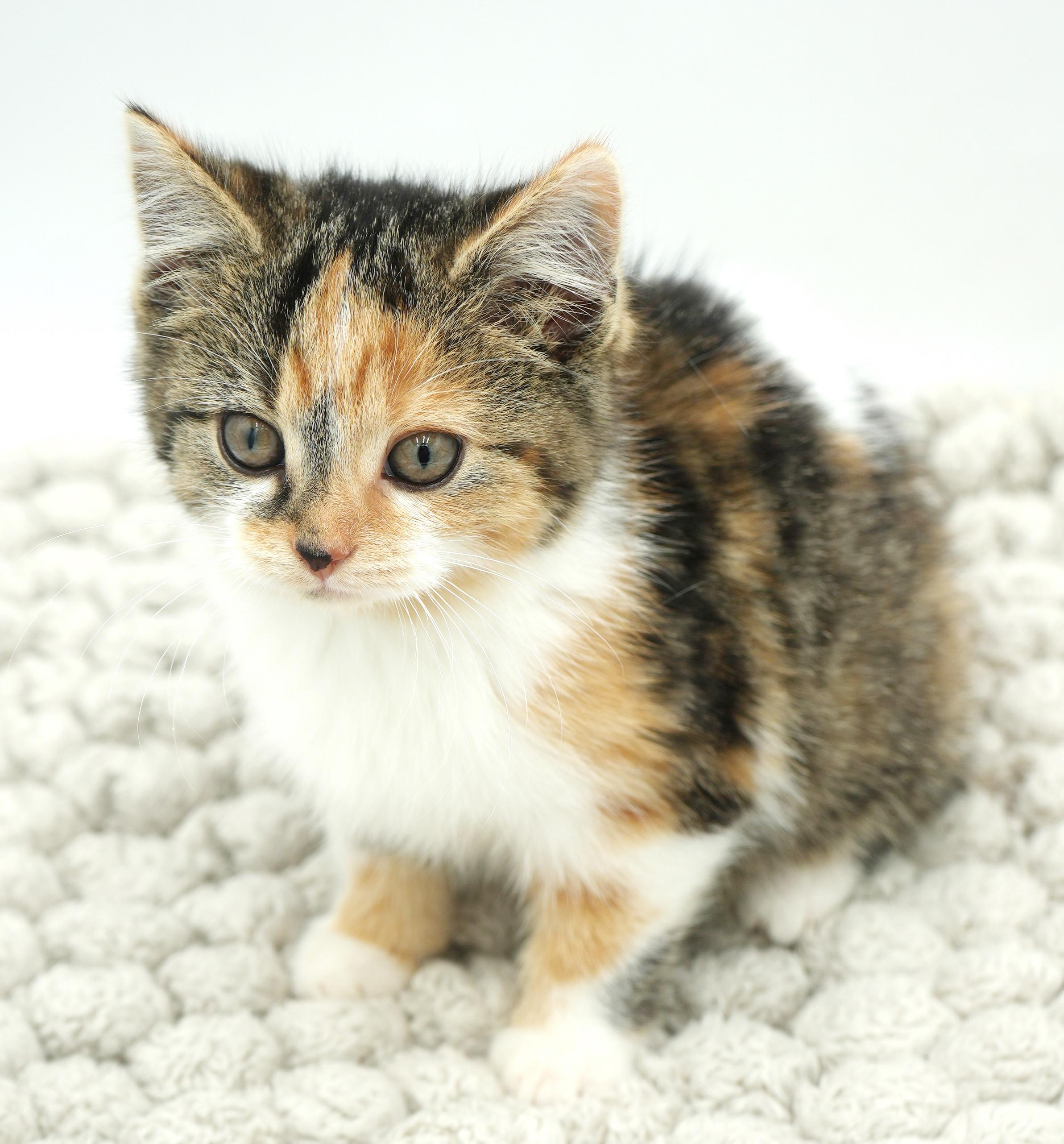 Fable Is Rainbow Fun! thumbnail 5