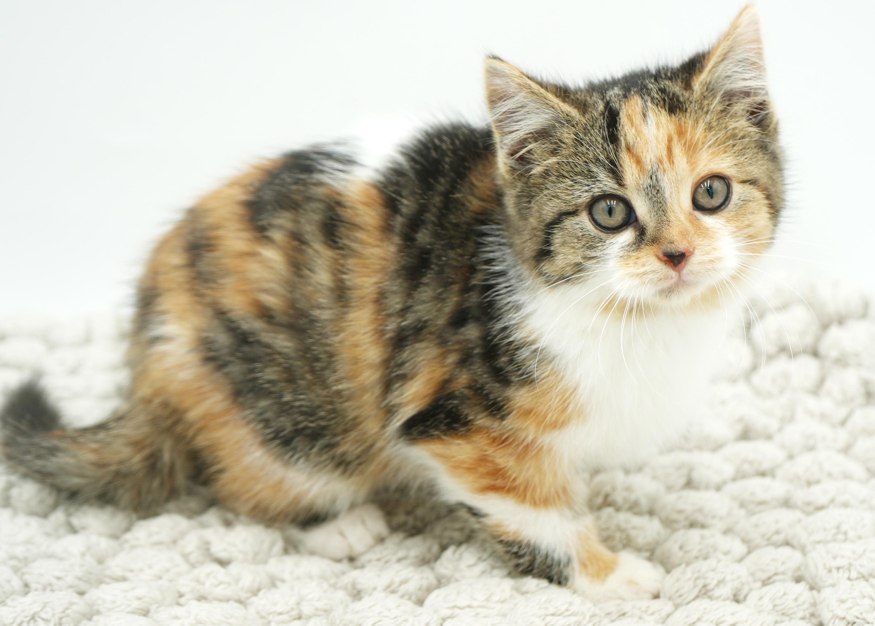 Fable Is Rainbow Fun! thumbnail 6