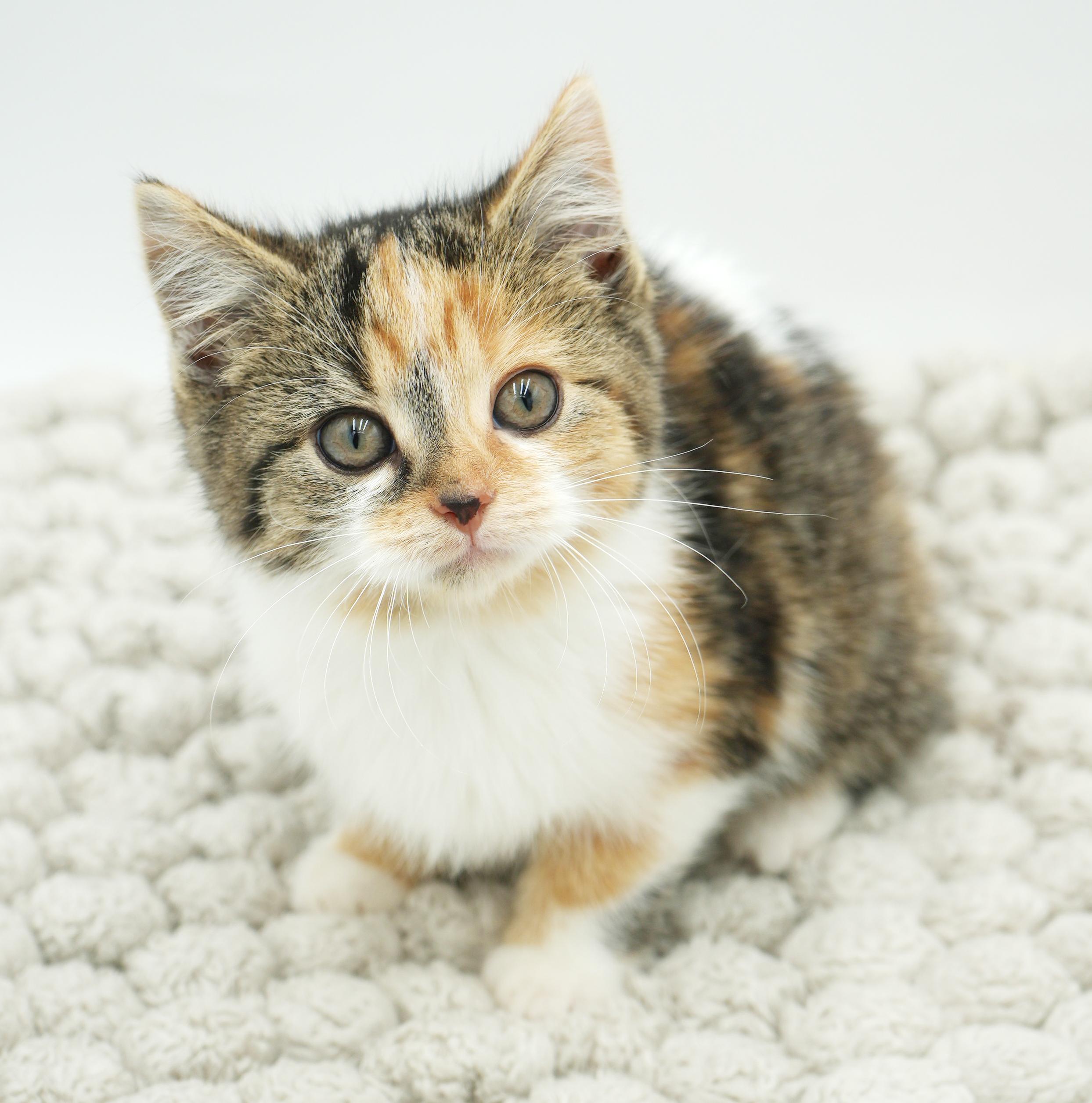 Fable Is Rainbow Fun!