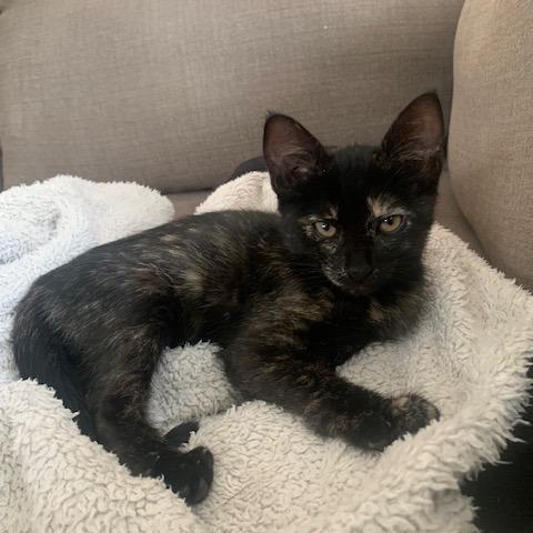 Drunken PB Cups Cattail, Adoptable, Kitten Female Domestic Short Hair.
