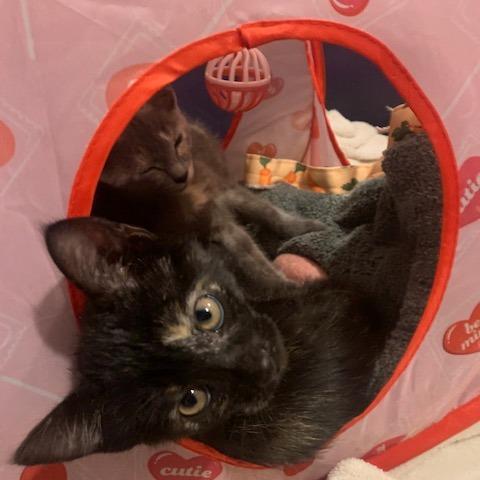 Enlarge Drunken PB Cups Cattail, a Adoptable Domestic Short Hair in Redmond, WA image 2/3