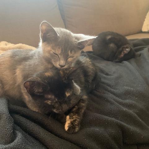 Enlarge Drunken PB Cups Cattail, a Adoptable Domestic Short Hair in Redmond, WA image 3/3