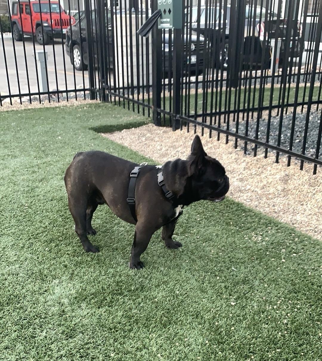 Tino