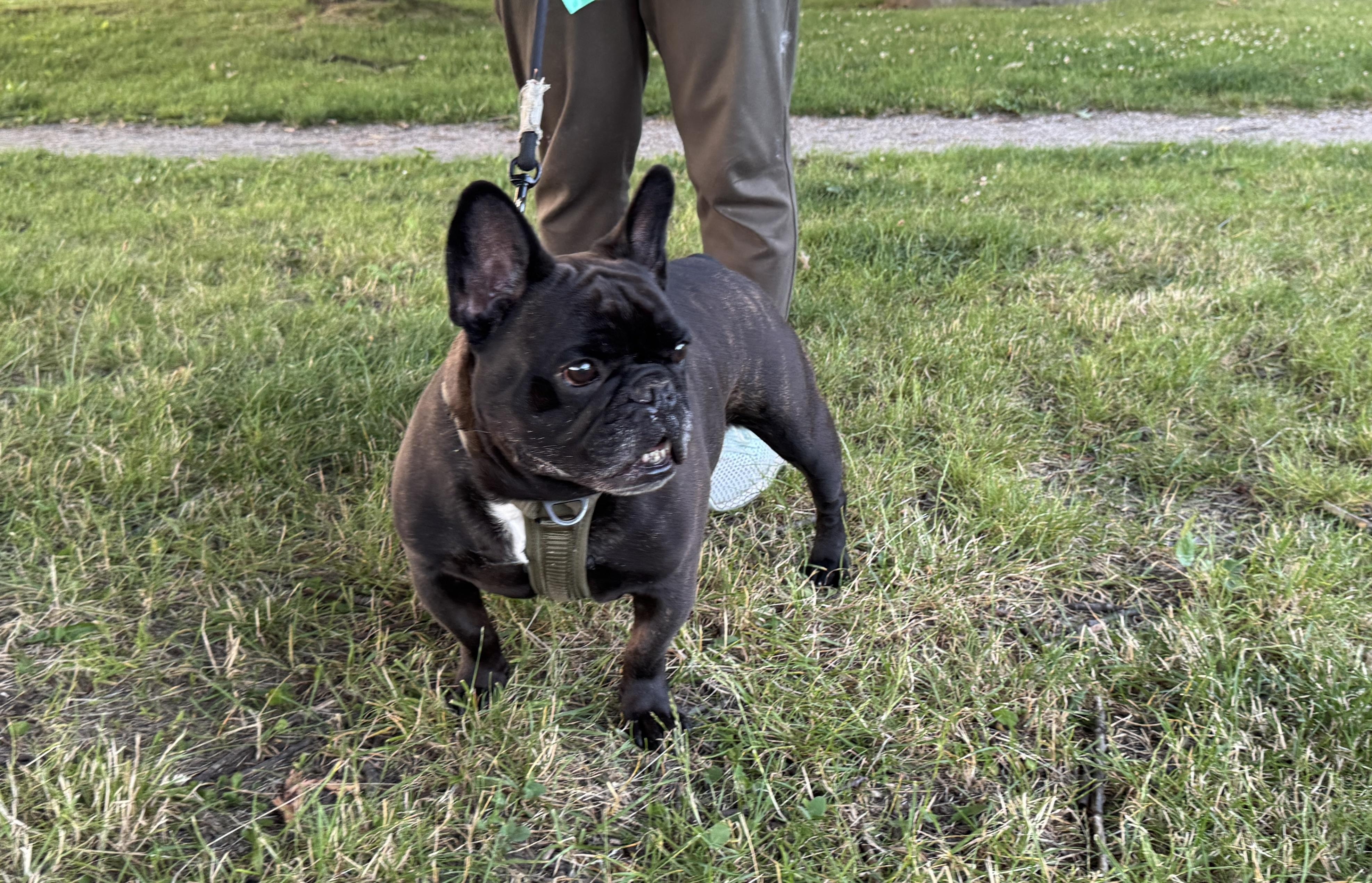 Tino