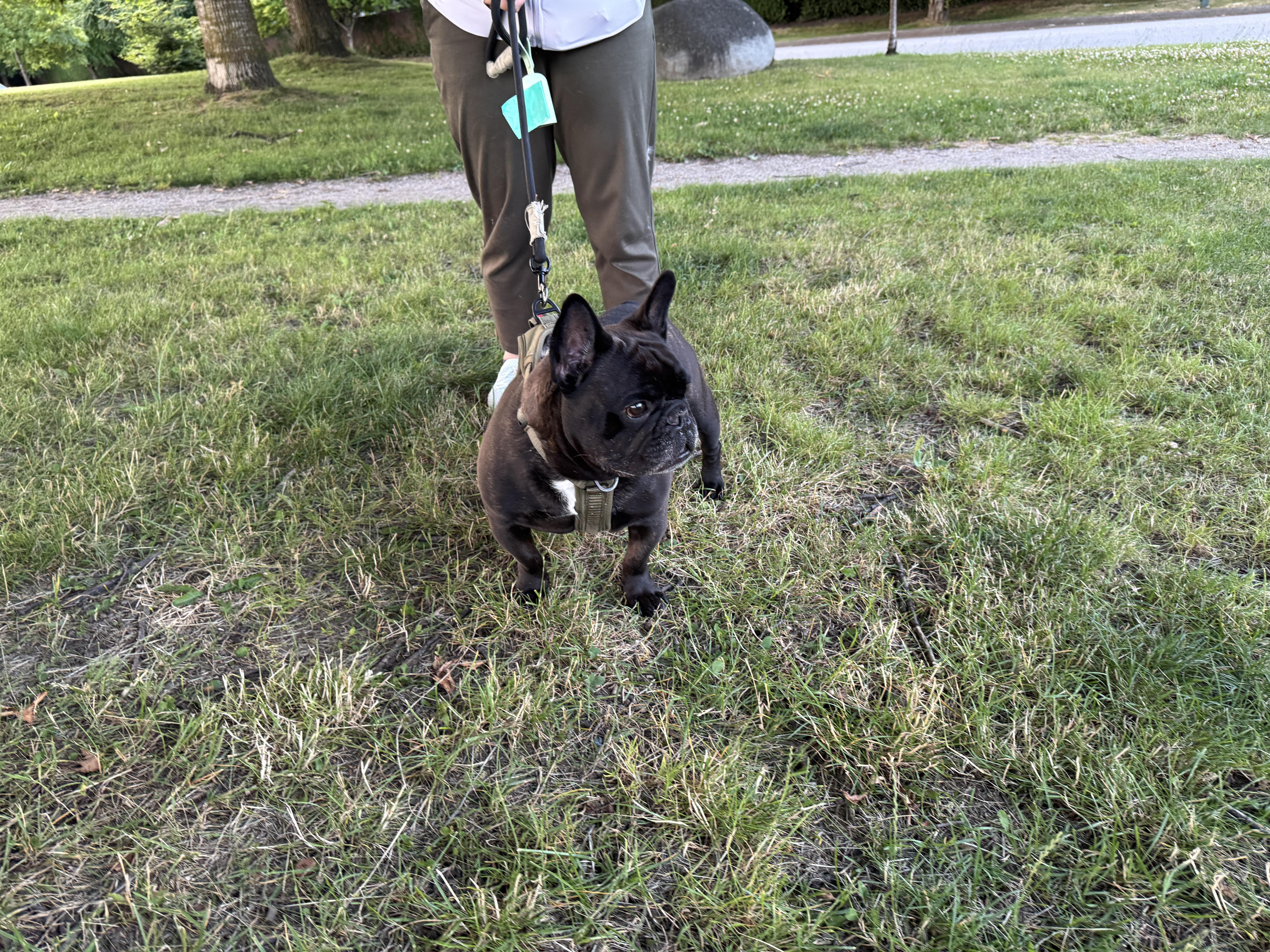 Tino