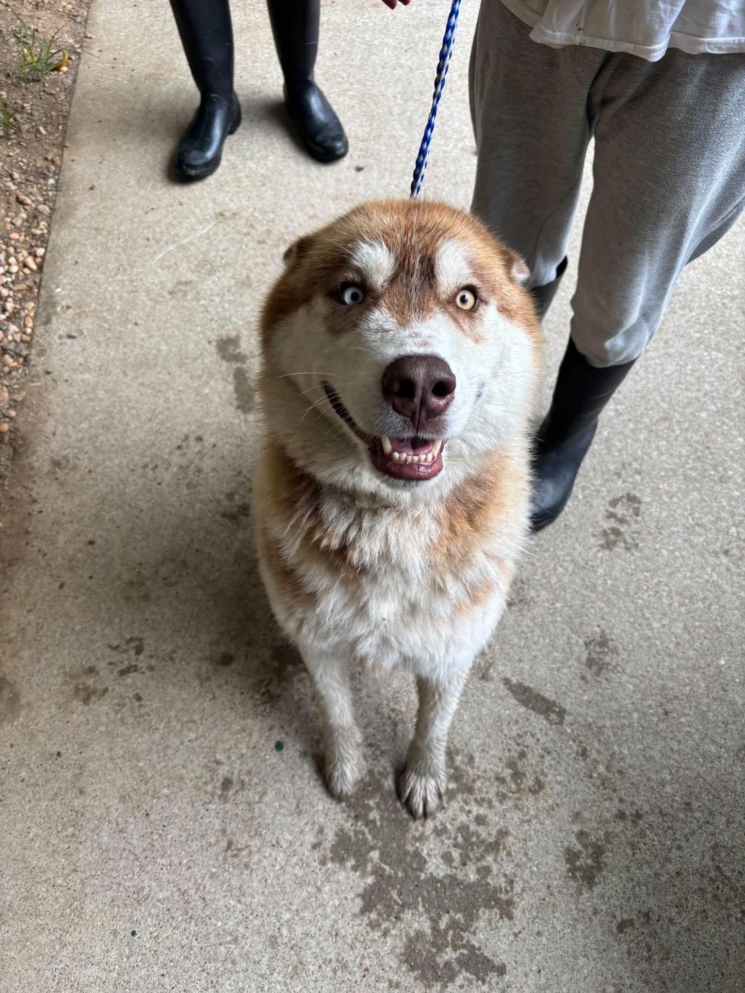 Enlarge Kilo, a ADOPTABLE Mixed Breed in Leitchfield, KY image 1/1