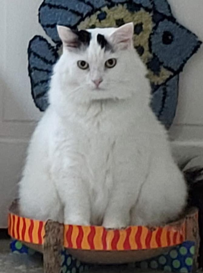 Spanky, ADOPTABLE, Young Male Domestic Long Hair.