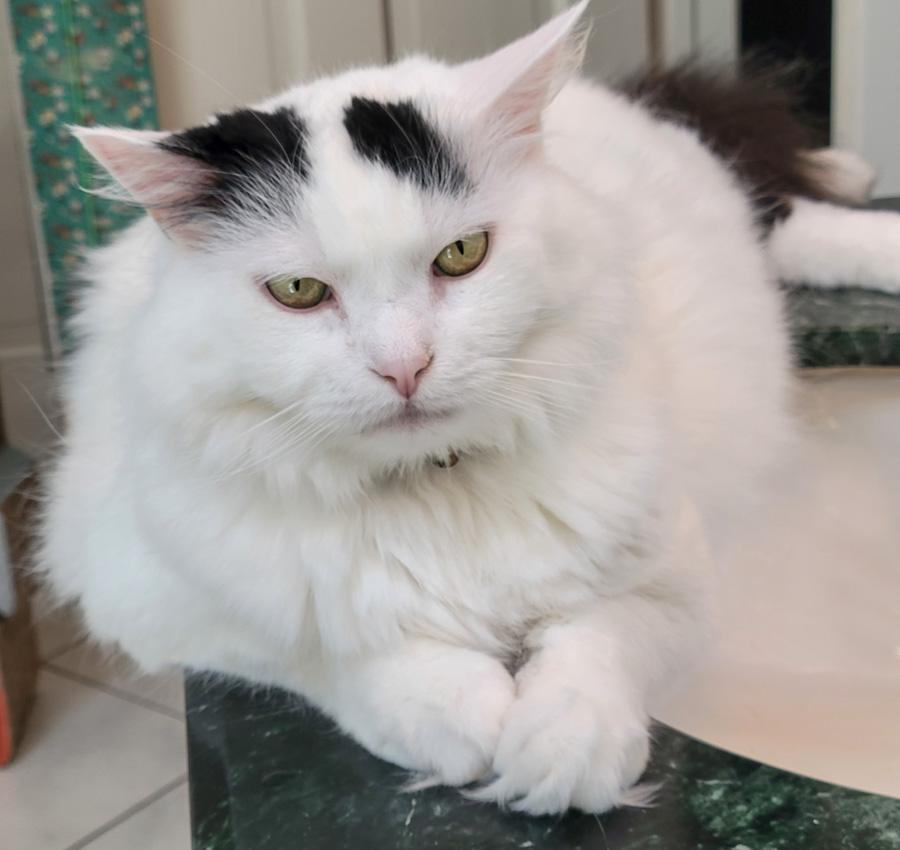 Spanky, a ADOPTABLE Domestic Long Hair in Elmwood Park, NJ image 2/2