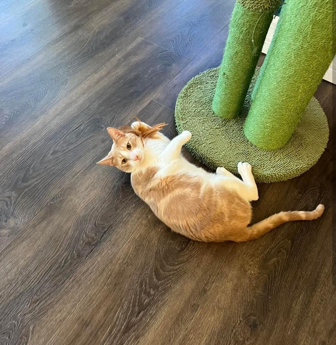 Enlarge Clark, a Adoptable Domestic Short Hair in St Petersburg, FL image 1/6