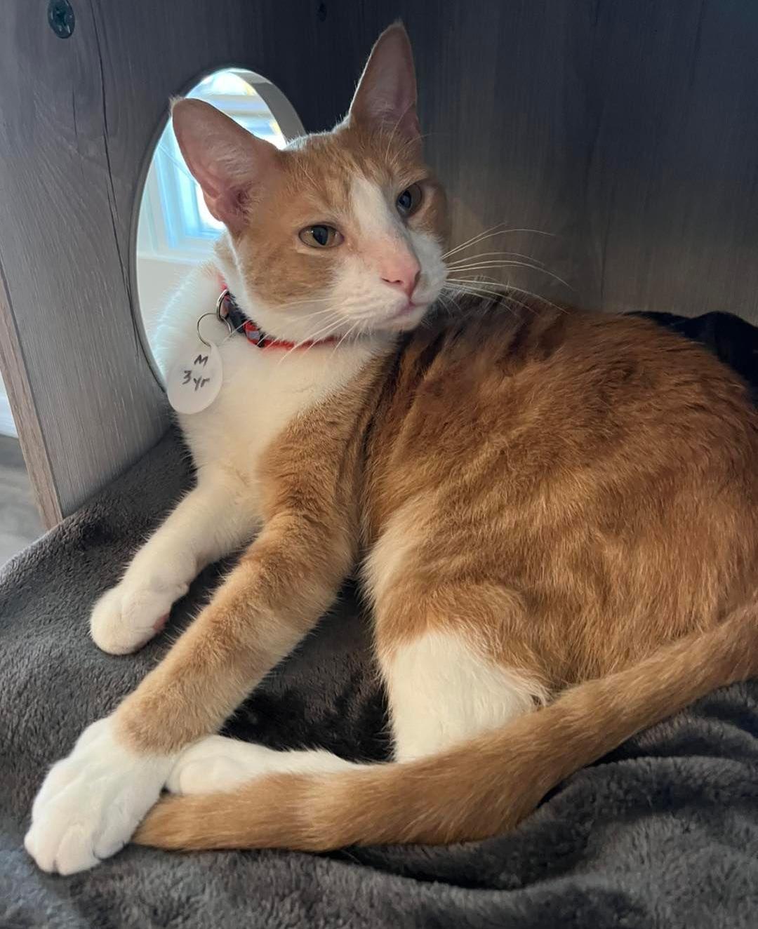 Enlarge Clark, a Adoptable Domestic Short Hair in St Petersburg, FL image 3/6