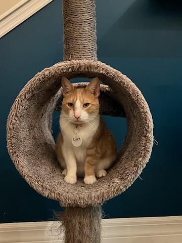 Enlarge Clark, a Adoptable Domestic Short Hair in St Petersburg, FL image 4/6