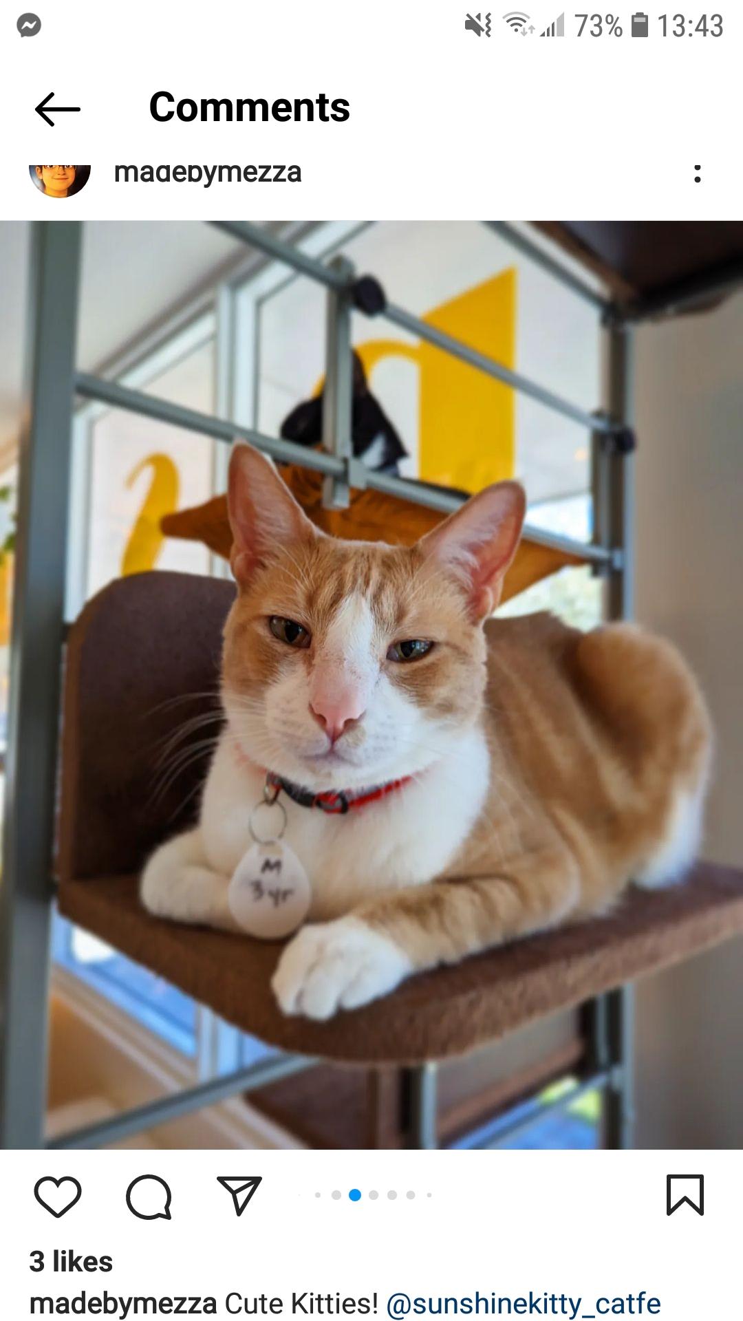 Enlarge Clark, a Adoptable Domestic Short Hair in St Petersburg, FL image 6/6