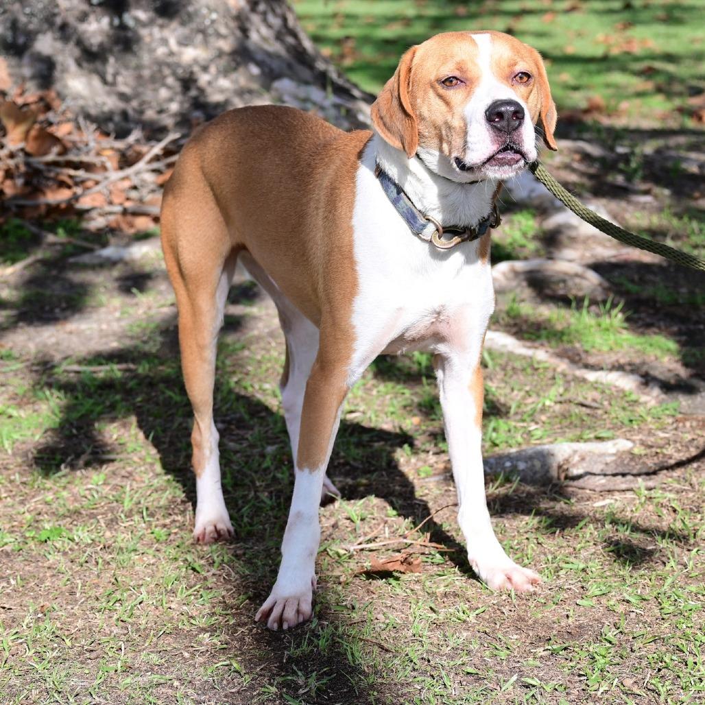 Enlarge Buddy, a ADOPTABLE mixed breed in Mullins, SC image 1/1