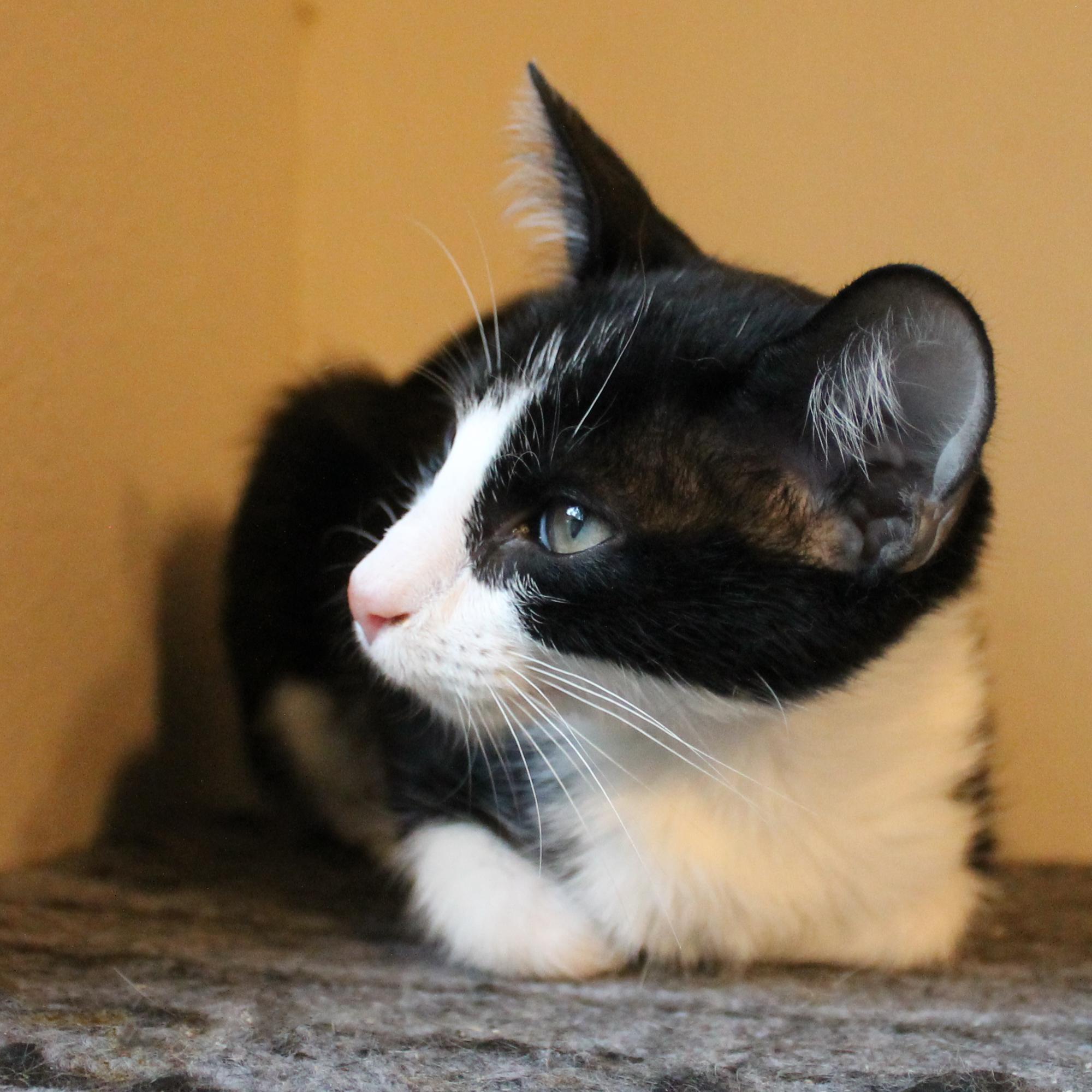 Enlarge Ryder, a Adoptable Domestic Short Hair in Guthrie, OK image 1/1