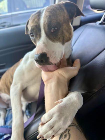 Cat (151155) (In a foster home), Adoptable, Adult Female Pit Bull Terrier.