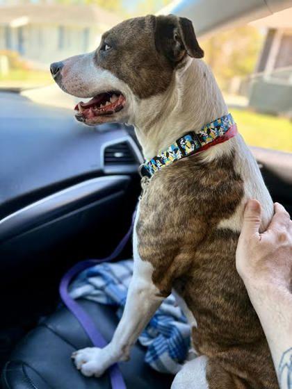 Enlarge Cat (151155) (In a foster home), an adoption pending mixed breed in Baton Rouge, LA image 3/6