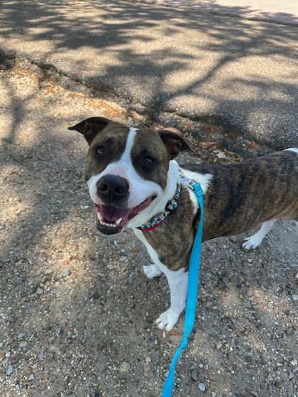 Enlarge Cat (151155) (In a foster home), a Adoptable mixed breed in Baton Rouge, LA image 5/6