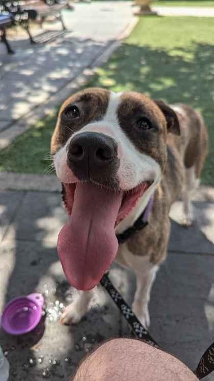 Cat (151155) (In a foster home), Adoptable, Adult Female Pit Bull Terrier.