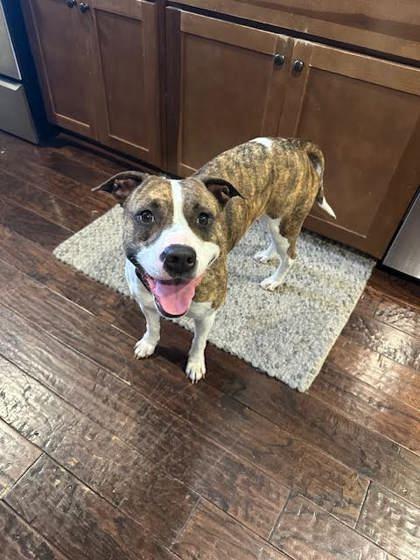 Cat (151155) (In a foster home), Adoptable, Adult Female Pit Bull Terrier.