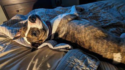 Enlarge Cat (151155) (In a foster home), an adoption pending mixed breed in Baton Rouge, LA image 2/6