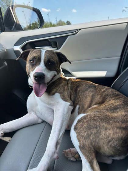 Enlarge Cat (151155) (In a foster home), an adoption pending mixed breed in Baton Rouge, LA image 5/6