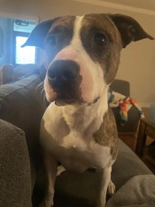 Enlarge Cat (151155) (In a foster home), an adoption pending mixed breed in Baton Rouge, LA image 4/6