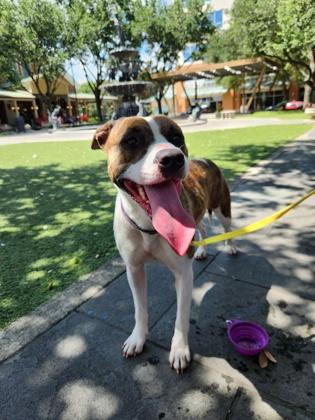 Enlarge Cat (151155) (In a foster home), a Adoptable mixed breed in Baton Rouge, LA image 6/6