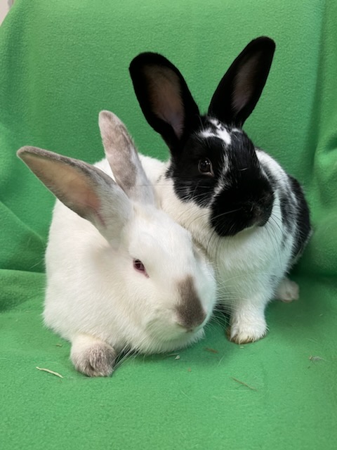 Enlarge Oswald & Daisy, a Adoptable mixed breed in Haltom City, TX image 3/4