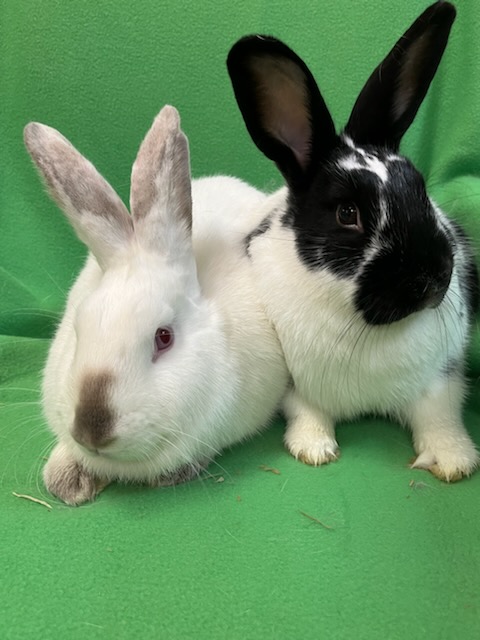 Enlarge Oswald & Daisy, a Adoptable mixed breed in Haltom City, TX image 2/4
