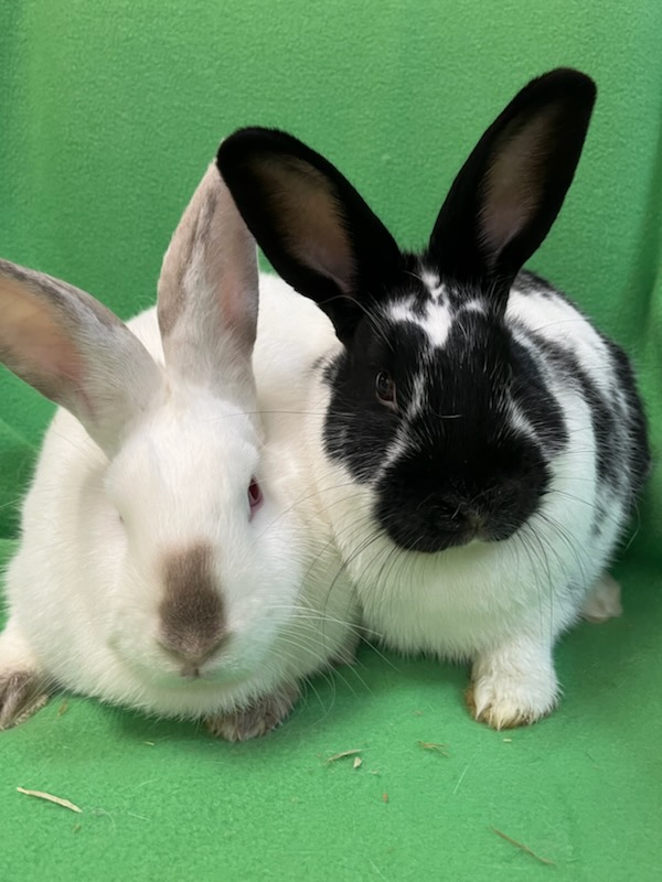 Enlarge Oswald & Daisy, a Adoptable mixed breed in Haltom City, TX image 4/4