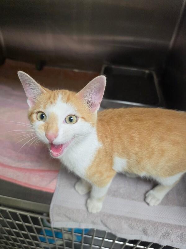 Queso, Adoptable, Young Male Domestic Short Hair.