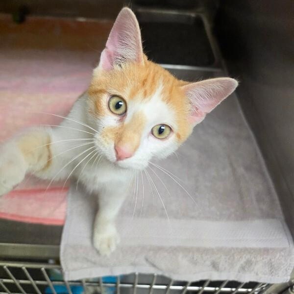 Enlarge Queso, a Adoptable Domestic Short Hair in Bluffton, IN image 1/2