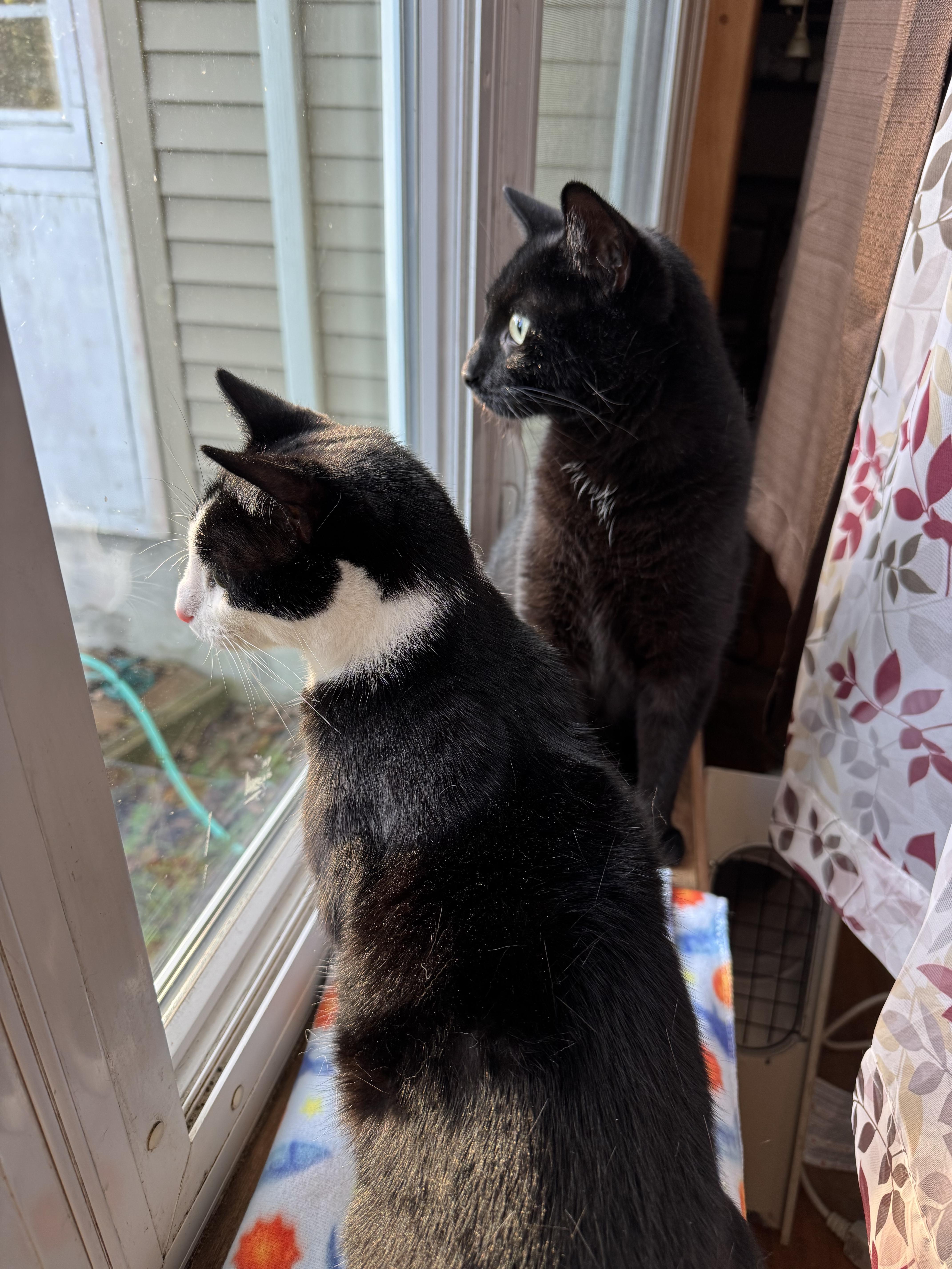 Gemma, a Adoptable Domestic Short Hair in Nutley, NJ image 2/5