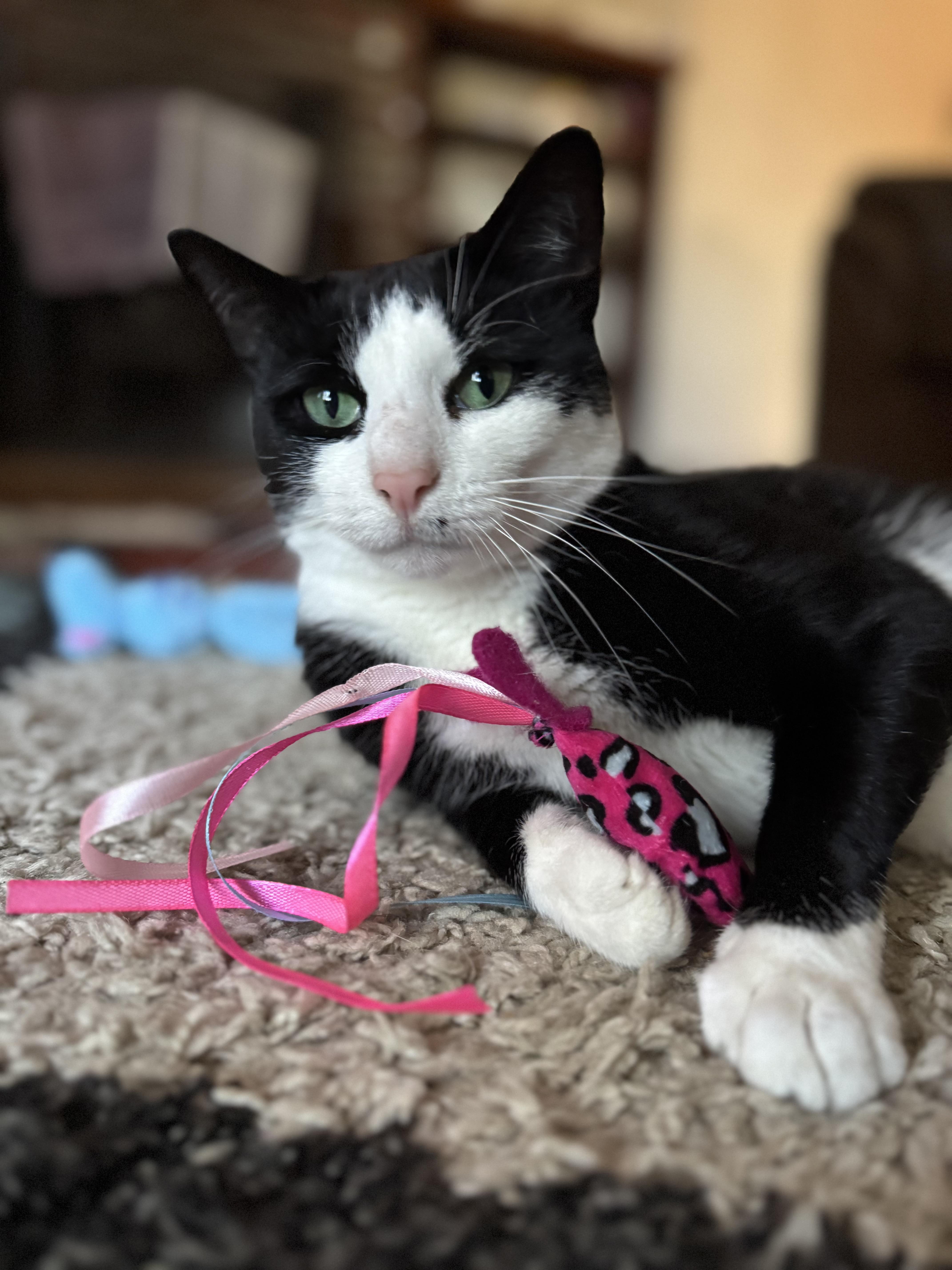 Gemma, a Adoptable Domestic Short Hair in Nutley, NJ image 5/5