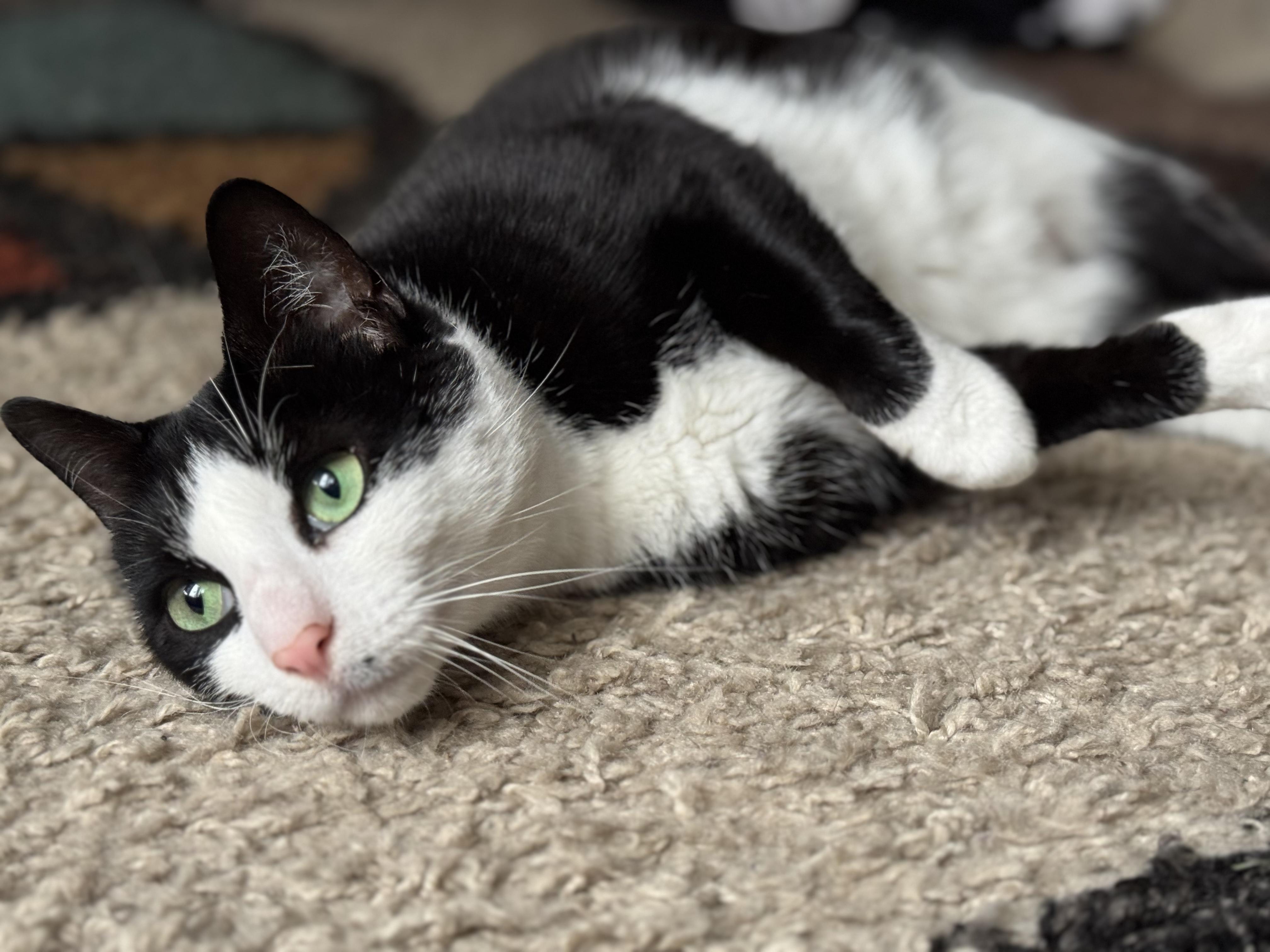 Gemma, a Adoptable Domestic Short Hair in Nutley, NJ image 4/5