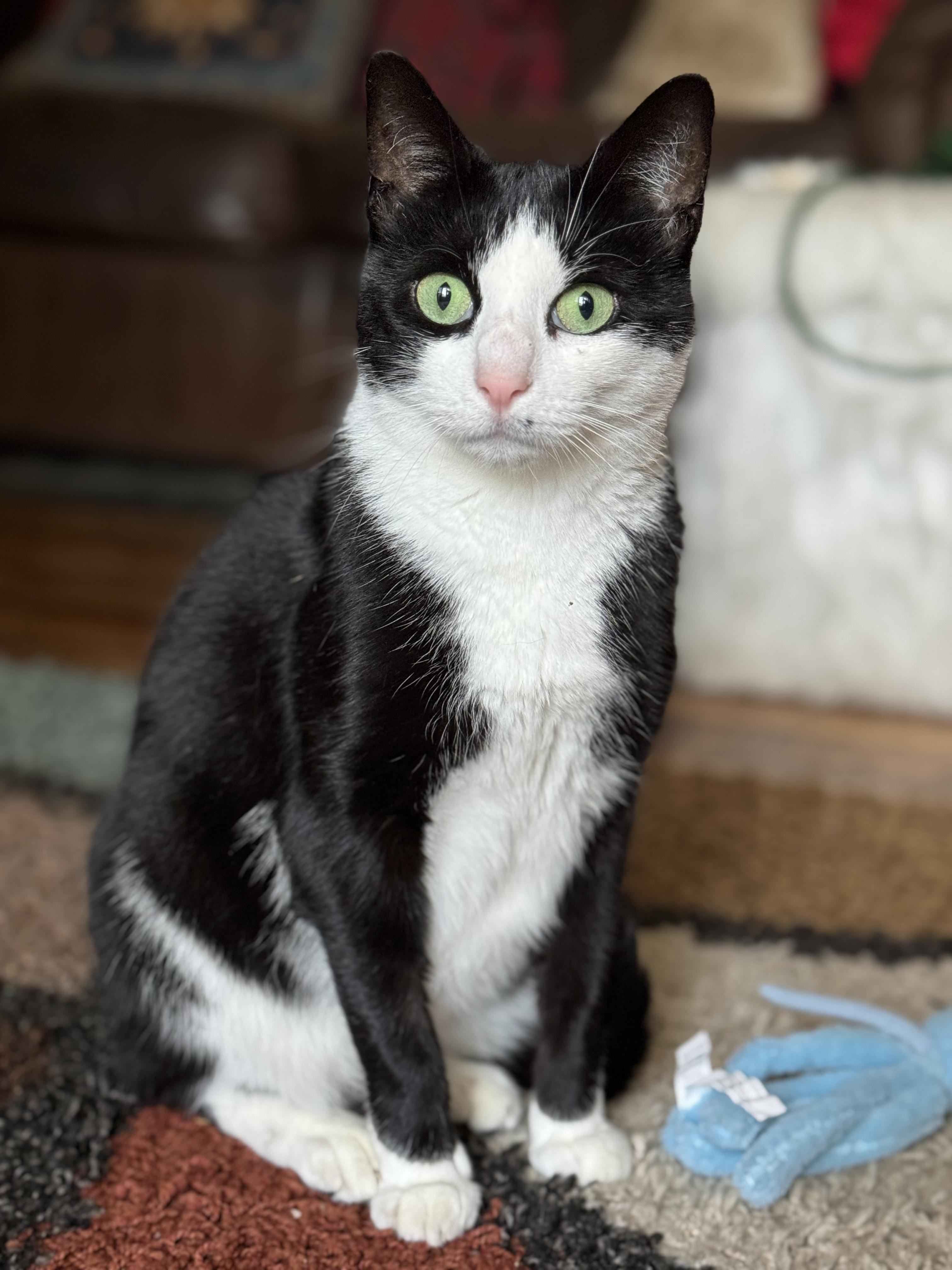 Gemma, Adoptable, Adult Female Domestic Short Hair.