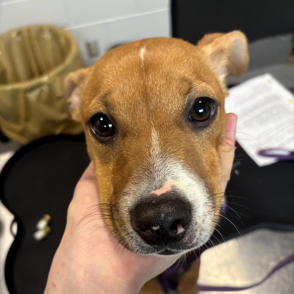 Daisy, Adoptable, Puppy Female Mixed Breed.