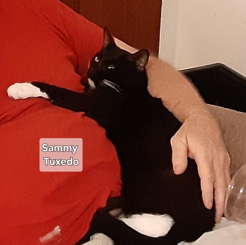 Enlarge Sammy, a Adoptable Domestic Short Hair in Orlando, FL image 1/1