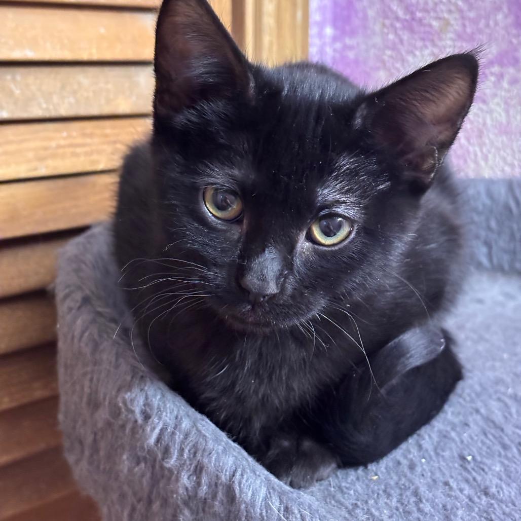 Enlarge Jasper, a Adoptable Domestic Short Hair in Grantsville, UT image 1/1