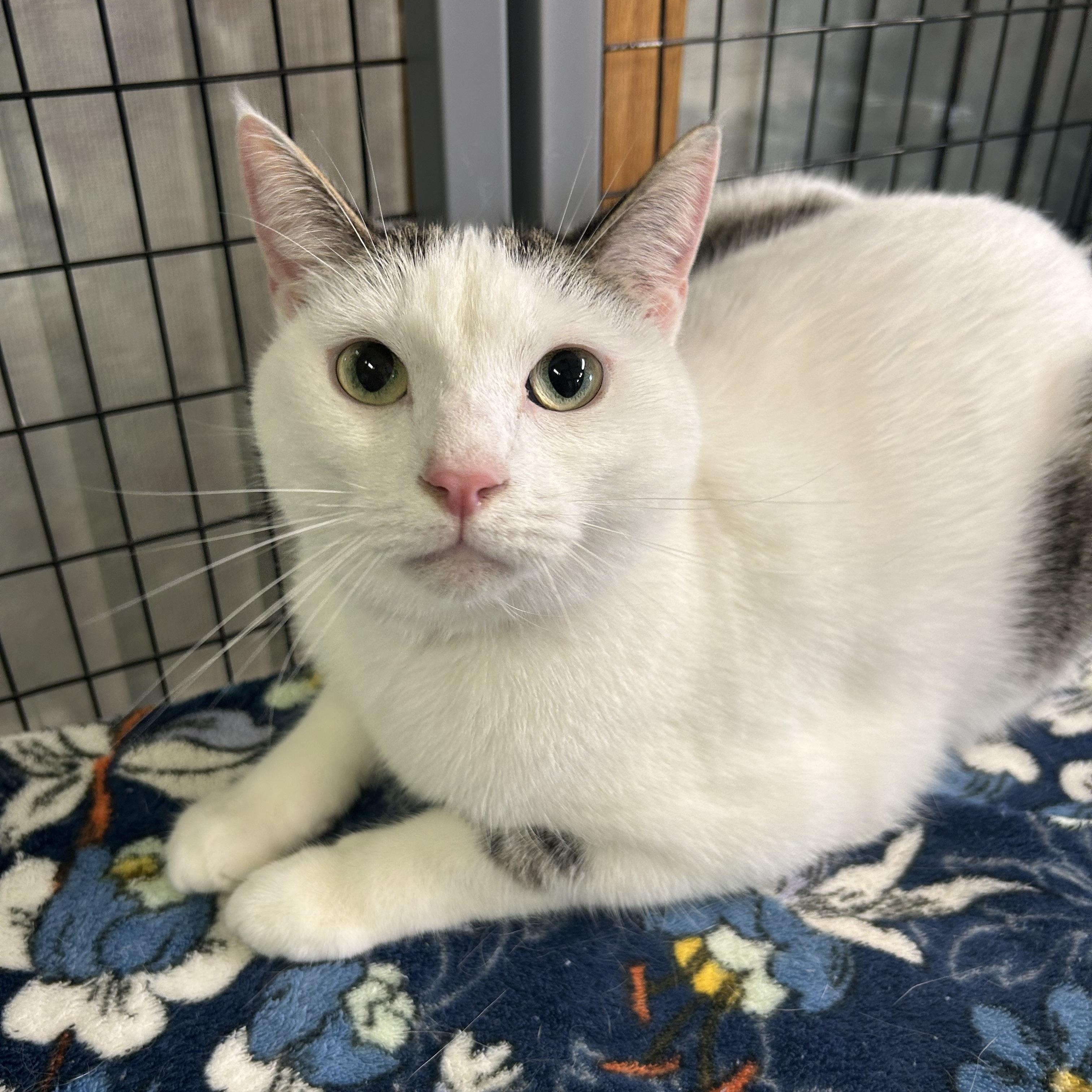 Mantis, ADOPTABLE, Adult Male Domestic Short Hair.