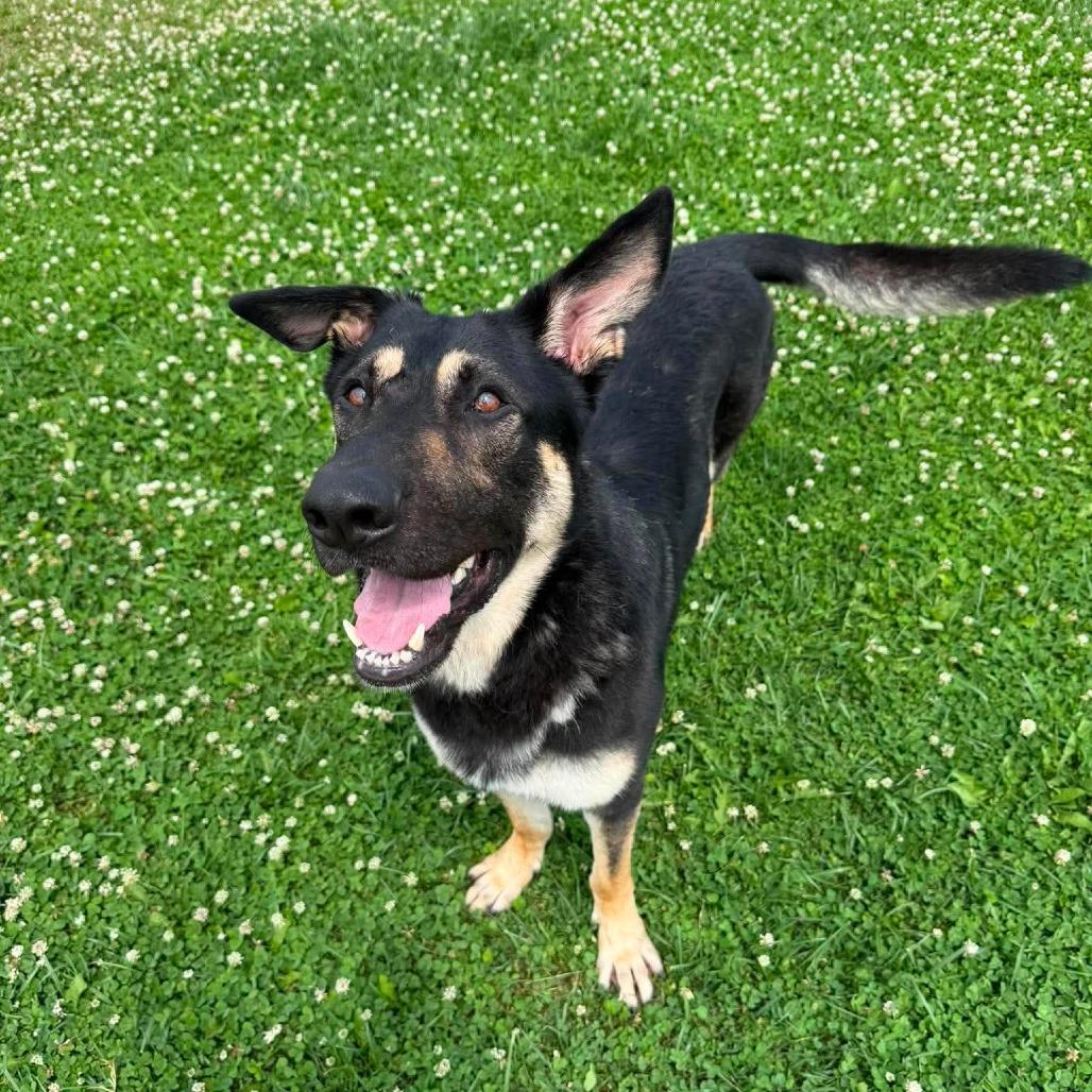 Hans Solo, Adoptable, Adult Male Shepherd.
